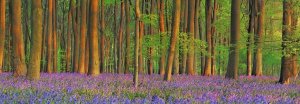 Frank Krahmer - Beech forest with bluebells, Hampshire, England