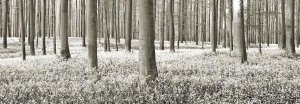 Frank Krahmer - Beech forest with bluebells, Belgium