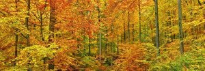 Frank Krahmer - Beech forest in autumn, Kassel, Germany