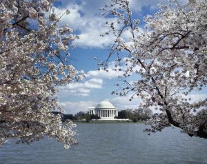 Carol Highsmith - Jefferson Memorial with cherry blossoms, Washington, D.C. - Vintage Style Photo Tint Variant