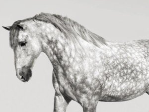 Pangea Images - Leia, Andalusian Pony