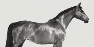 Pangea Images - Kingsman Cavalier, English Thoroughbred