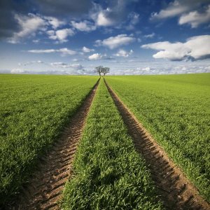 Carsten Meyerdierks - Trace & Trees