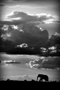 Wildphotoart - He Walks Under An African Sky