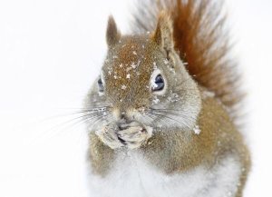 Mircea Costina - Christmas Squirrel