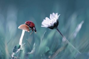 Fabien Bravin - The Story Of The Lady Bug That Tries To Convice The Mushroom To Have A Date With The Beautiful Daisy