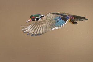 Mircea Costina - Wood Duck