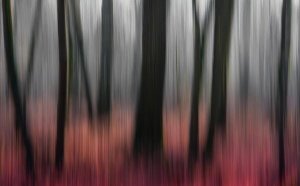 Gilbert Claes - Red Wood