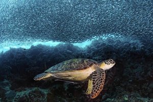 Henry Jager - Turtle And Sardines