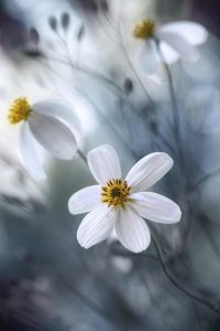 Mandy Disher - Cosmos