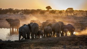 Simon Van Ooijen - Elephant Huddle