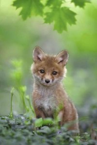 Nick Kalathas - Red Fox Pup