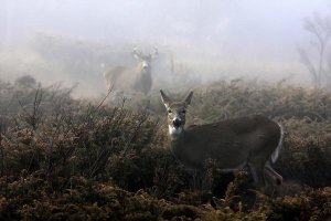 Jim Cumming - The Rut In On White-Tailed Deer