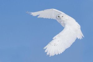 Mircea Costina - Hunting Snowy Owl