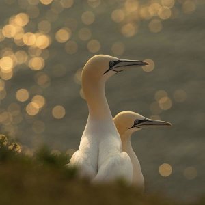 Karen Kolbeck - Gannets In Sunset