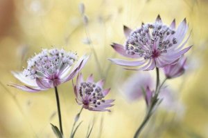 Mandy Disher - Astrantia Major