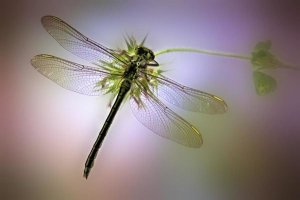 Jimmy Hoffman - Green Dragonfly