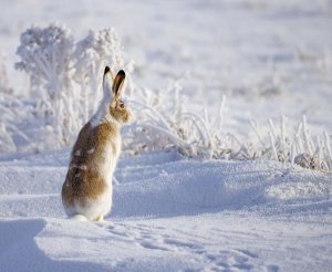 Shlomo Waldmann - White-Tailed Jackrabbit