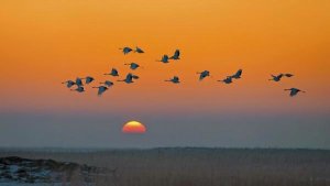 Hua Zhu - Red-Crowned Crane