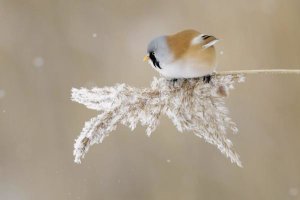 Jonas Kazlauskas - Bearded Tit