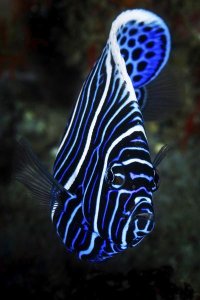 Barathieu Gabriel - Emperor Angelfish