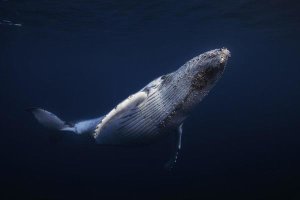 Barathieu Gabriel - Humpback Whale