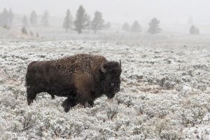 Alfred Forns - Late Fall Yellowstone