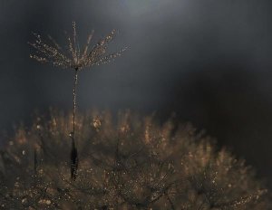 Thierry Dufour - Standing Toward The Light