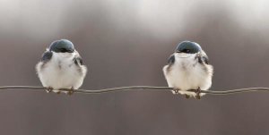 Lucie Gagnon - Birds On A Wire