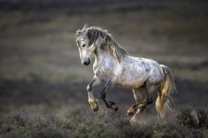 Verdon - Wild Wild West