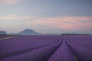 Rostovskiy Anton - Lavender Field