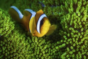 Barathieu Gabriel - Yellow Clownfish On Green Anemon