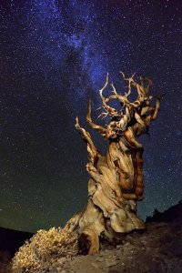 Tanja Ghirardini - Bristlecone Pine