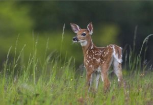 Nick Kalathas - Spring Fawn