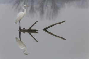 Mauro Montuori - Reflections