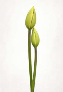 Lotte Gronkjaer - Tulip Time