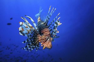 Barathieu Gabriel - Lionfish