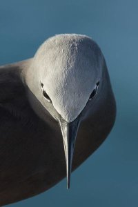 Mathilde Guillemot - I Bow