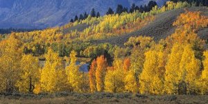 Tim Fitzharris - Ranger Peak and Aspen forest in autumn, Grand Teton National Park, Wyoming - Cropped