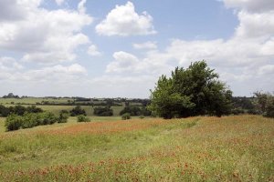 Carol Highsmith - A field of wildflowers near Chappel Hill in Austin County, TX, 2014