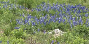 Carol Highsmith - Bluebonnets at the Lady Bird Johnson Wildflower Center, near Austin, TX