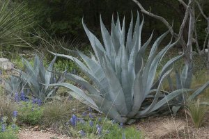 Carol Highsmith - Agave and Bluebonnets at the Lady Bird Johnson Wildflower Center, near Austin, TX