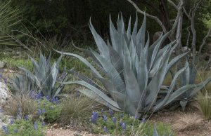 Carol Highsmith - Agave and Bluebonnets at the Lady Bird Johnson Wildflower Center, near Austin, TX