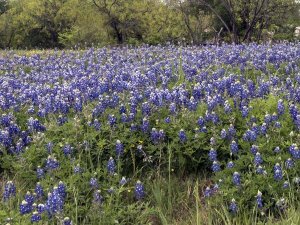 Carol Highsmith - A pretty field of bluebonnets near Marble Falls, TX