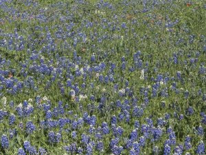 Carol Highsmith - Bluebonnets, Fredericksburg, TX