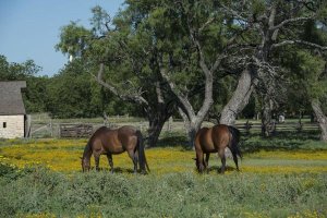 Carol Highsmith - Horses grazing on a meadow in the Lyndon B. Johnson National Historical Park in Johnson City, TX