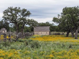 Carol Highsmith - Vivid field of wildflowers in the Lyndon B. Johnson National Historical Park in Johnson City, TX