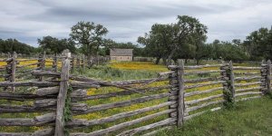 Carol Highsmith - Vivid field of wildflowers in the Lyndon B. Johnson National Historical Park in Johnson City, TX