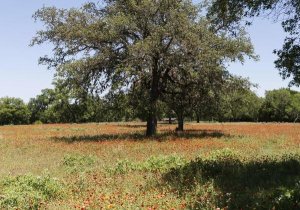 Carol Highsmith - Shade trees and wildflowers on the LBJ Ranch, near Stonewall in the Texas Hill Country