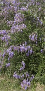 Carol Highsmith - Spring flowers in Big Thicket National Preserve